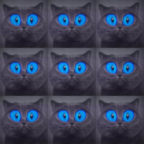 Хочу Быть Котом - Паша Proorok